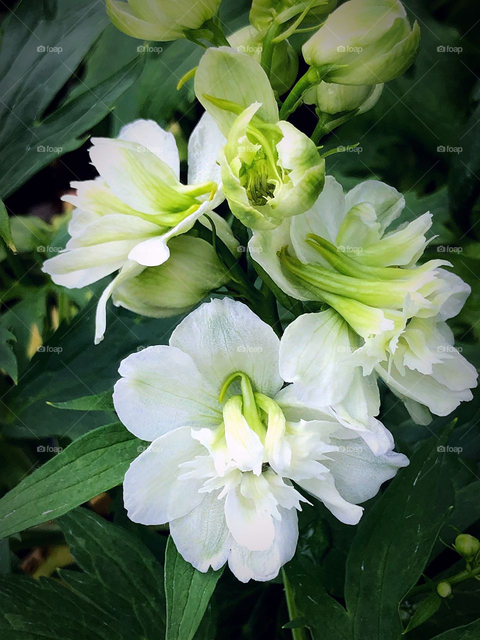 White delphinium 