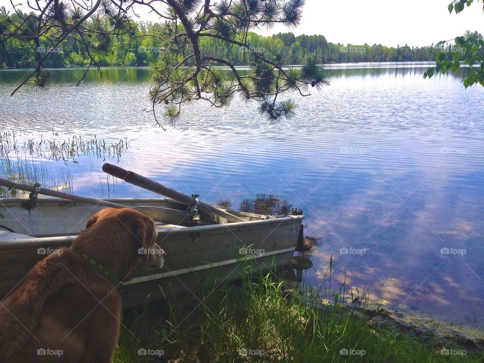 nature summer dog lake by lmohr
