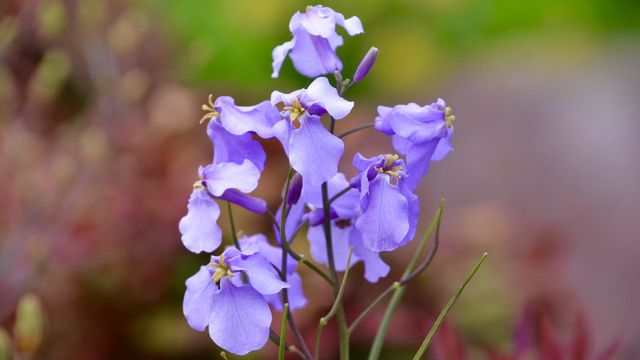 Chinese violet cress / Orychophragmus violaceus