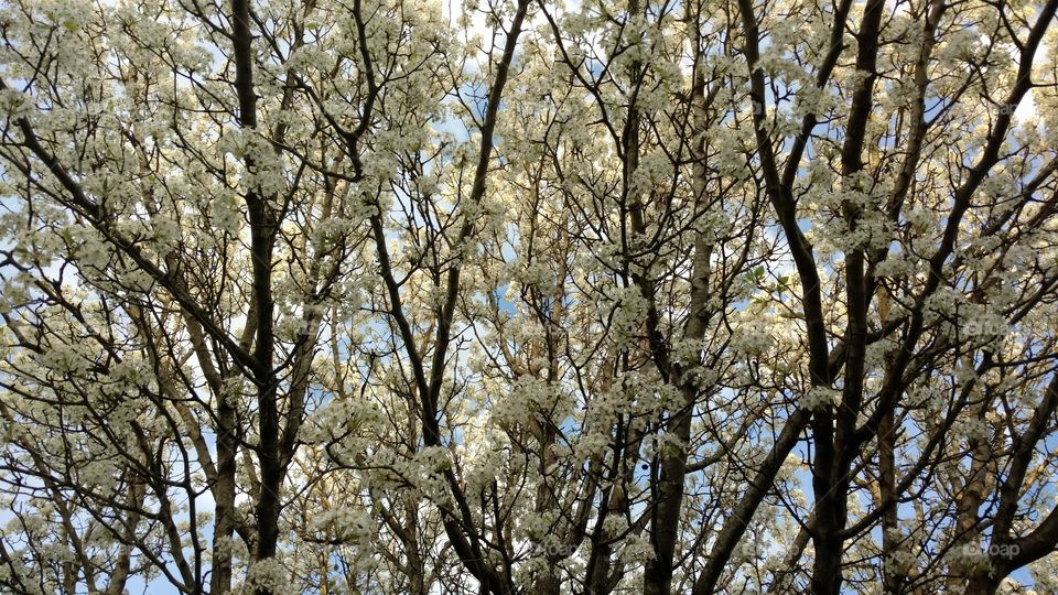 Tree, Branch, Season, Nature, Park