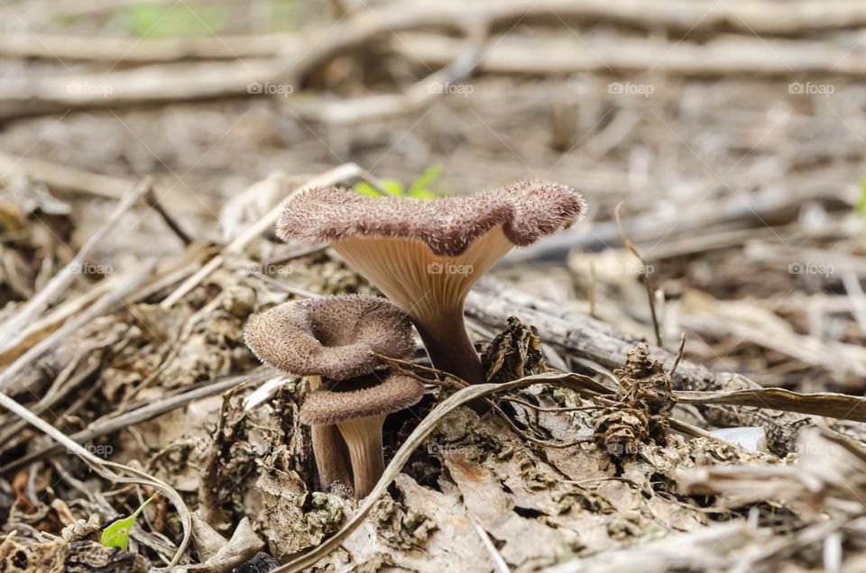 Oyster Mushrooms