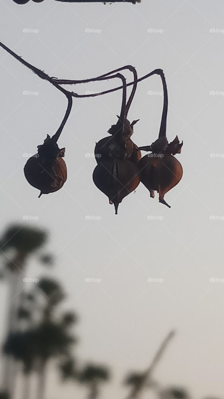 This is very very beautyfull and very evening click