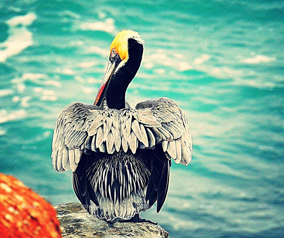 Pelican