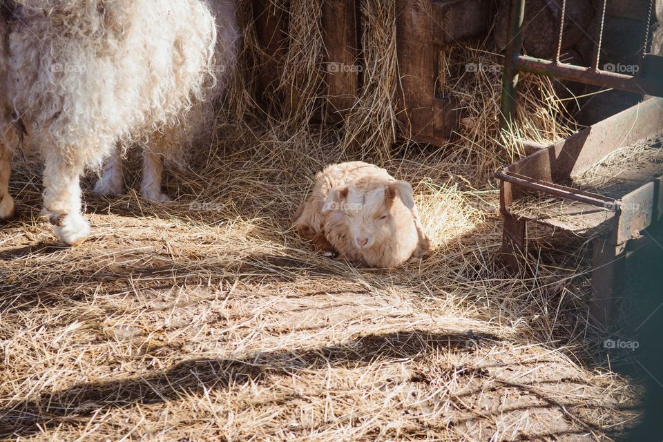 newborn lamb