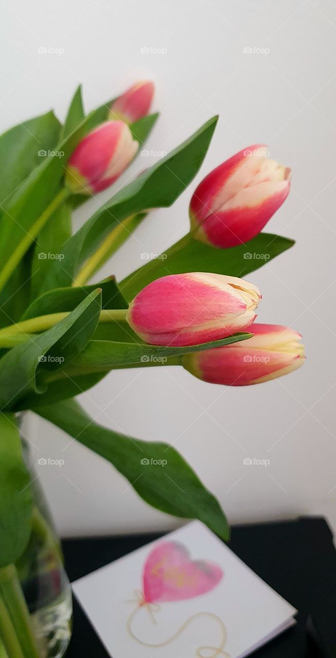 Tulips