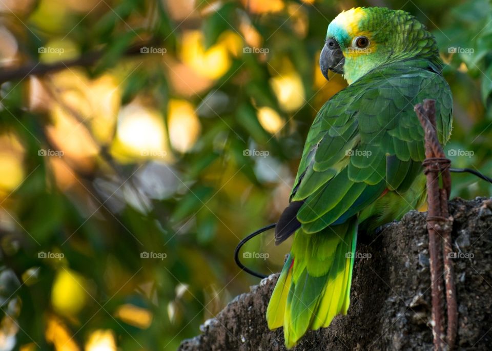 papagaio verdadeiro PANTANAL