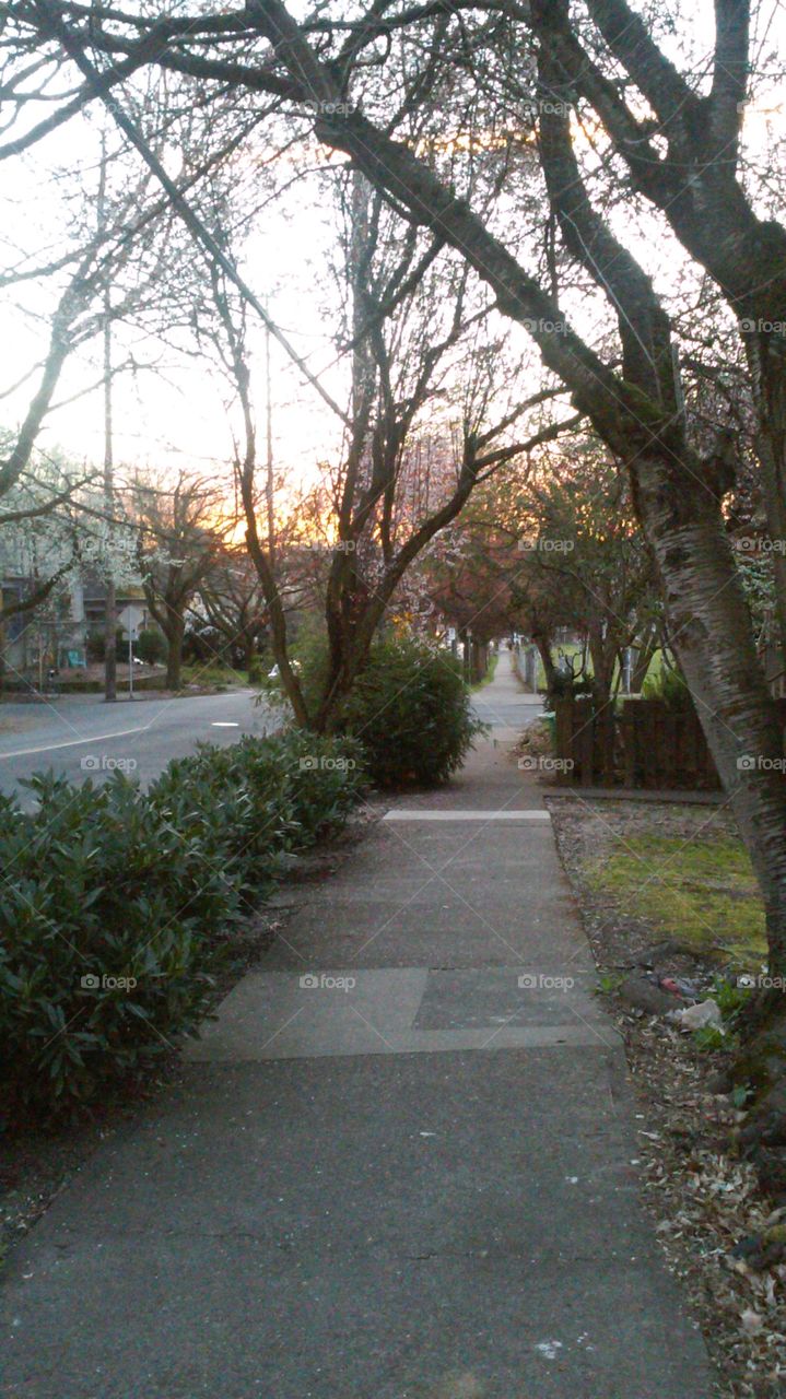 Early Spring Morning Walk. A neighborhood walk under a canopy of blossoms, inner Southeast Portland.