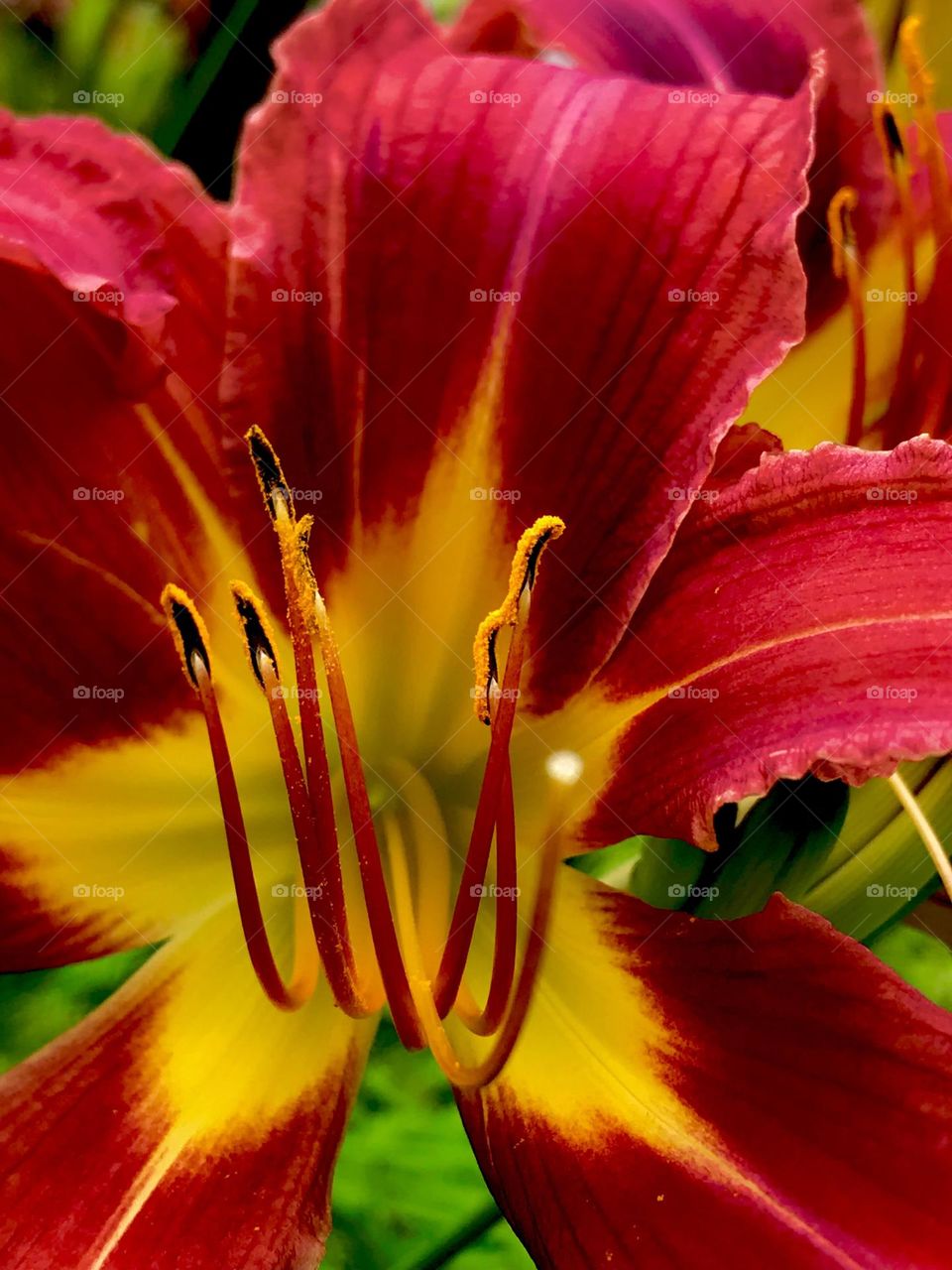 Day lily closeup 