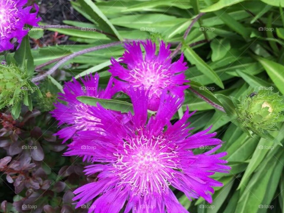 Purple Wildflower