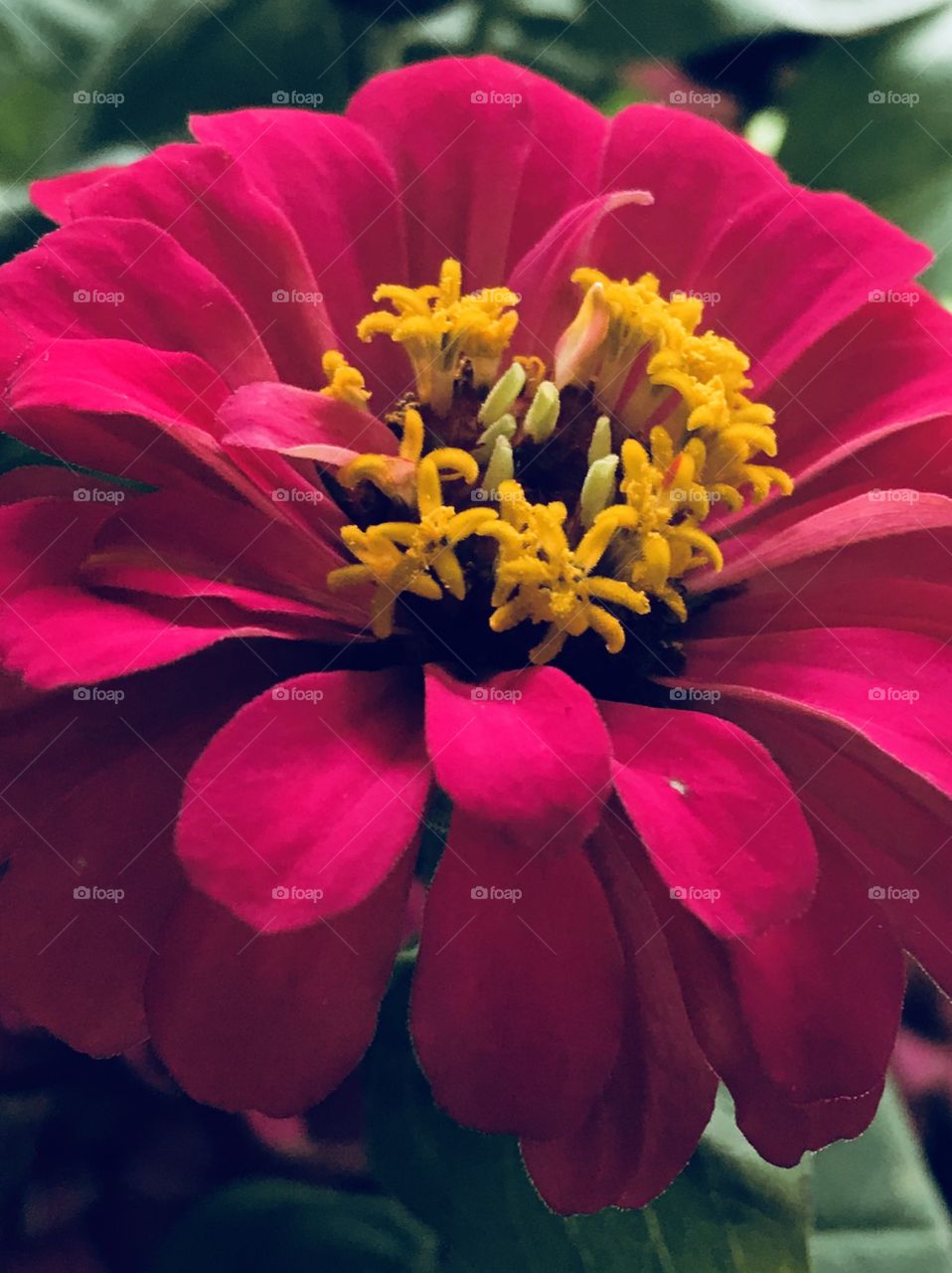 Beautiful Flower Petals Color Explosion