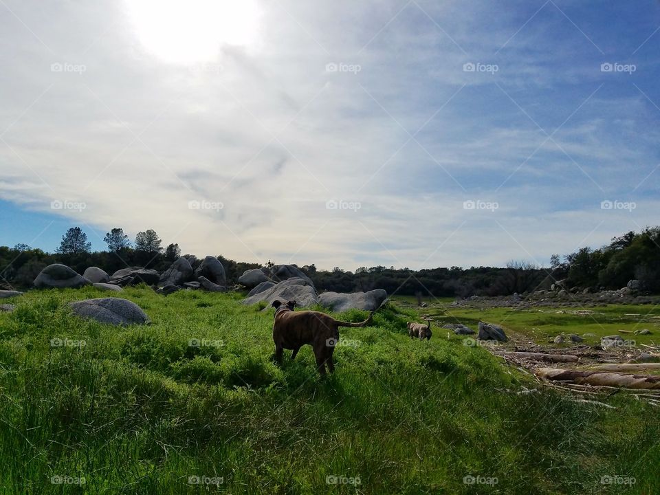 Thor on a walkabout with his friend Selena!