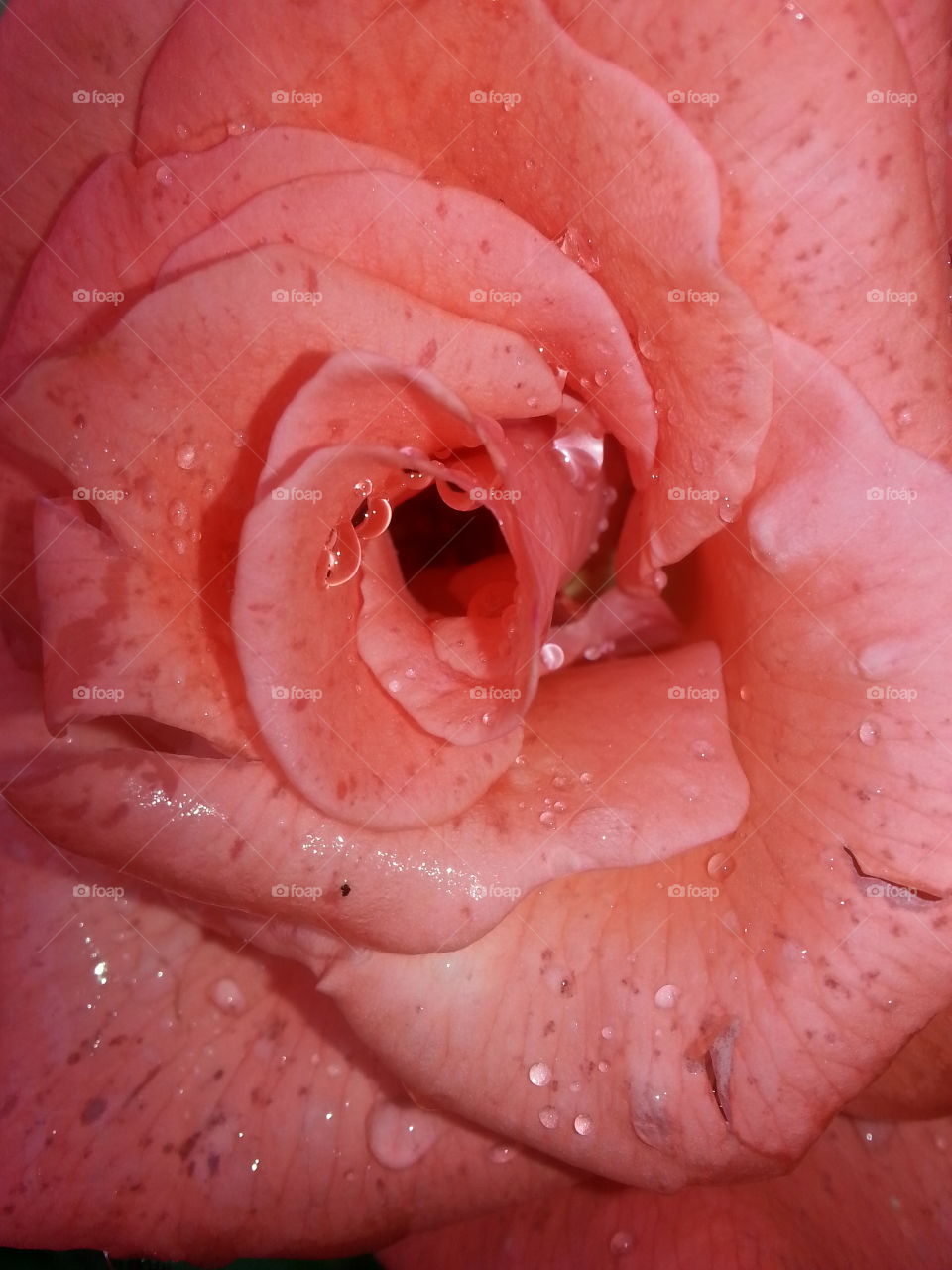 Rose in Rain