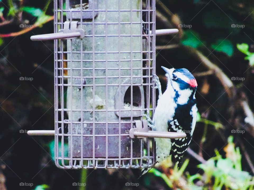 Woodpecker on the bird feeder 