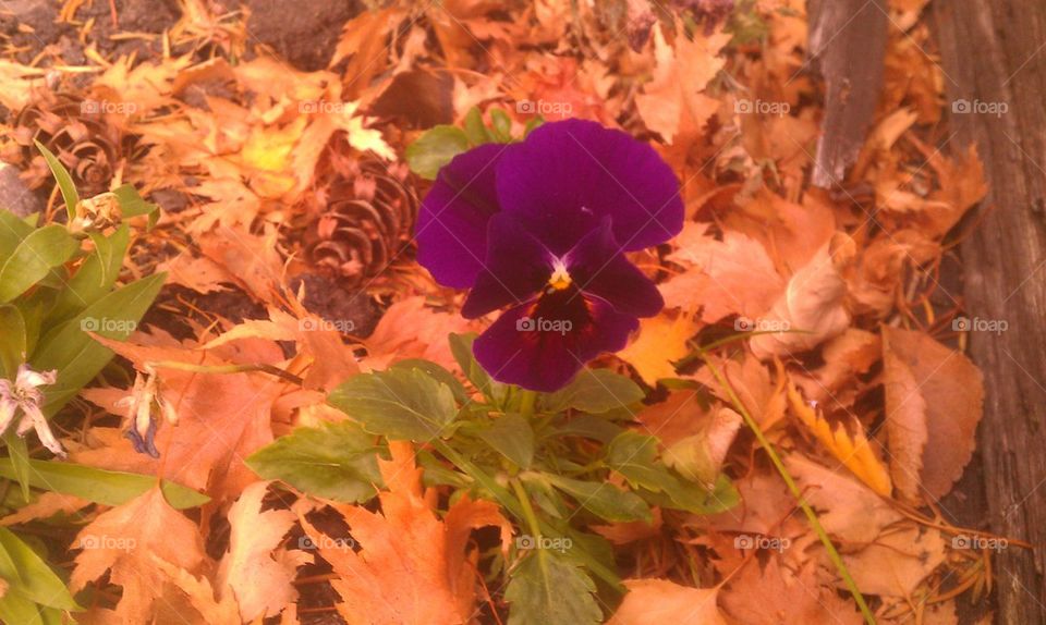 fall pansies2013