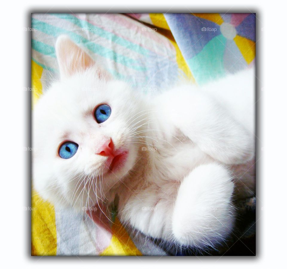 Amazing white cat on couch with blue eyes close up shooting wildlife