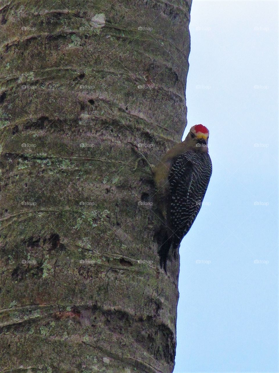 Woodpecker resting on palm tree