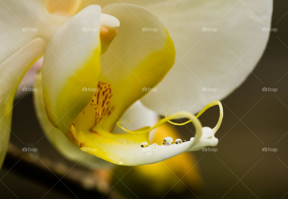 Yellow Orchid Water Drops 