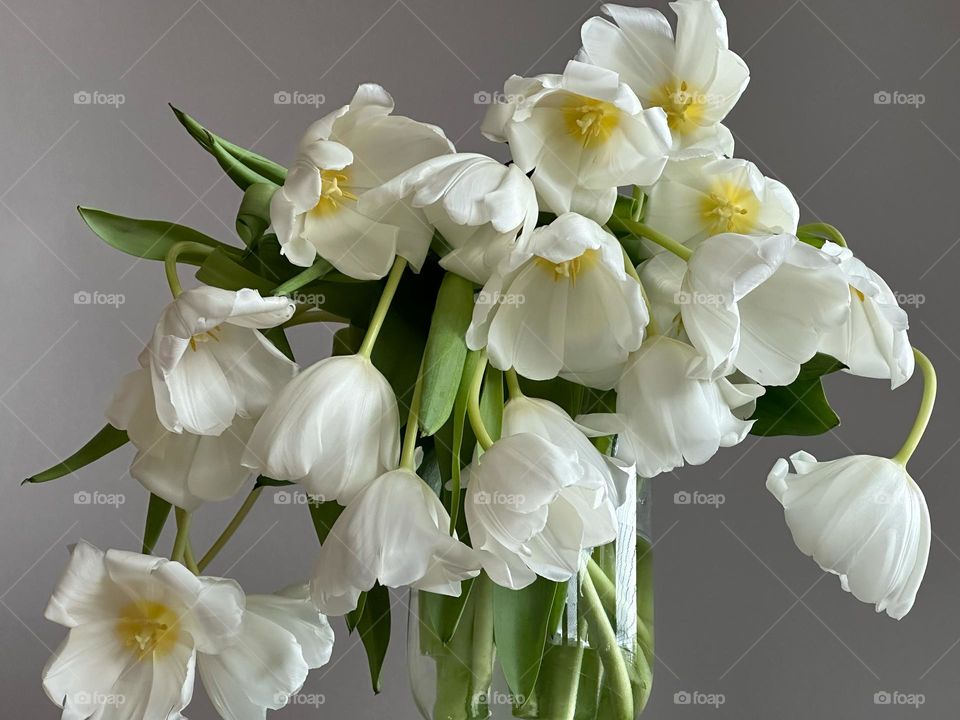 White tulips in a vase