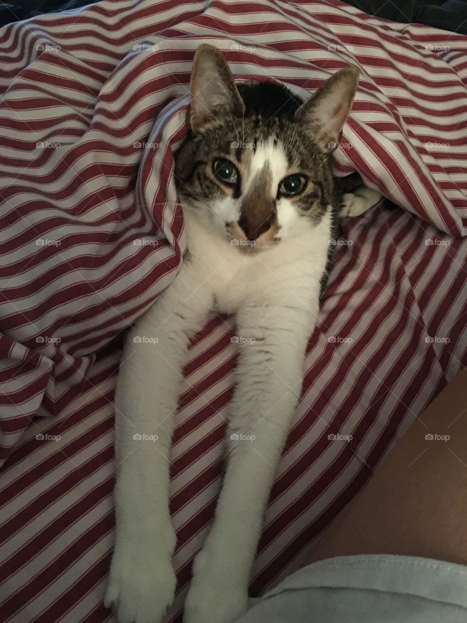 Kitty stretch
