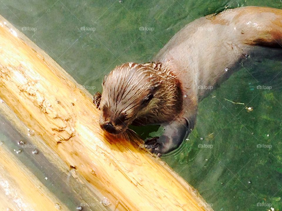Otter life