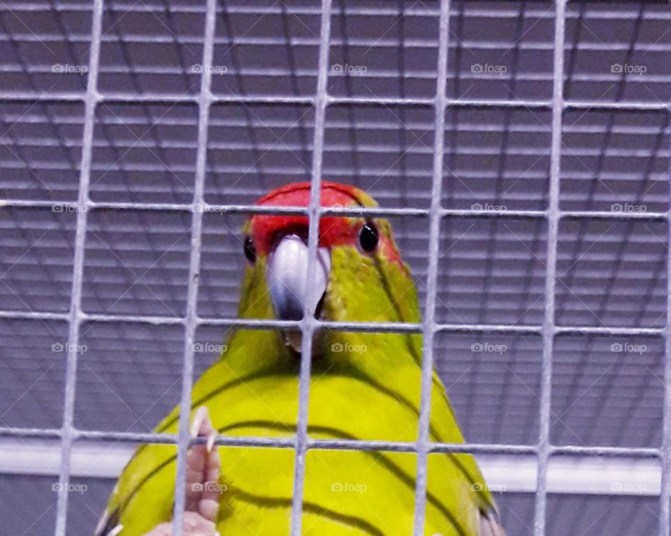 pretty parrot