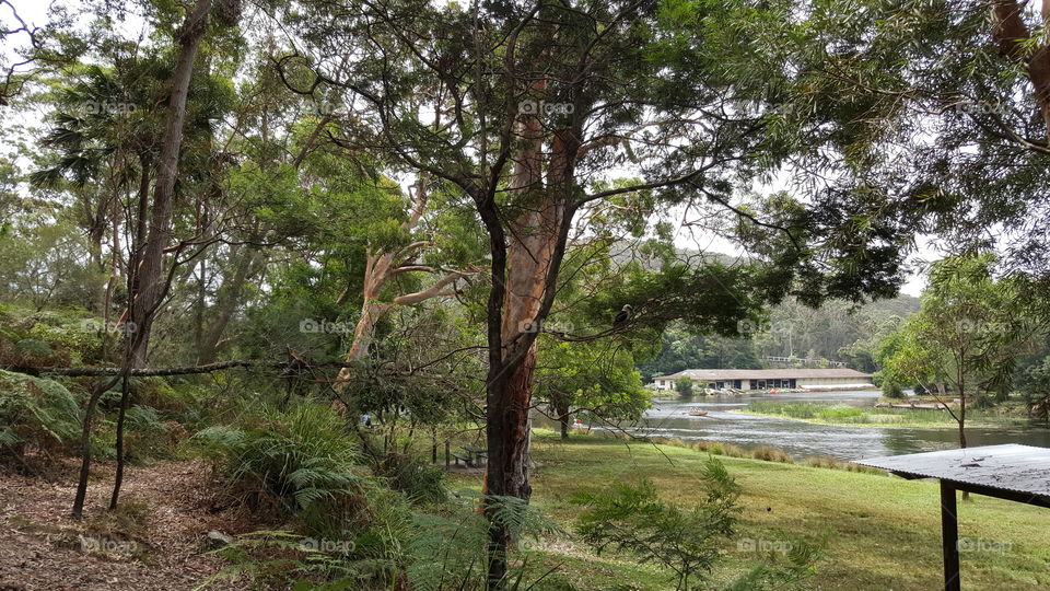 Trees Parramatta Park