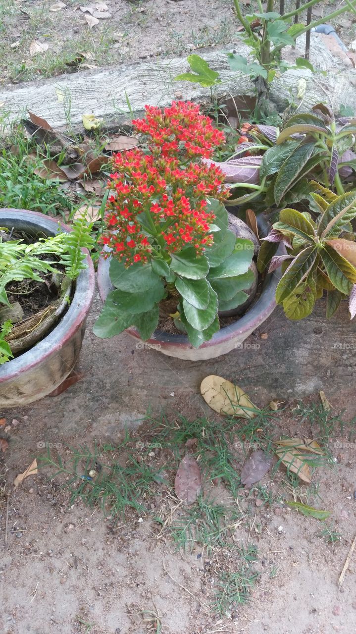 govi flowers plants