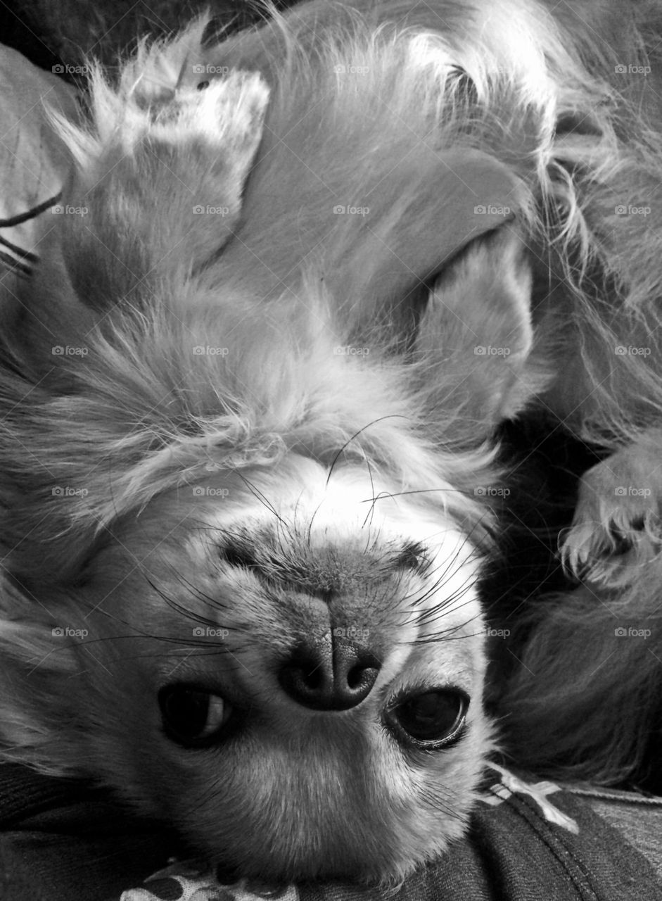 Upside down Chihuahua 