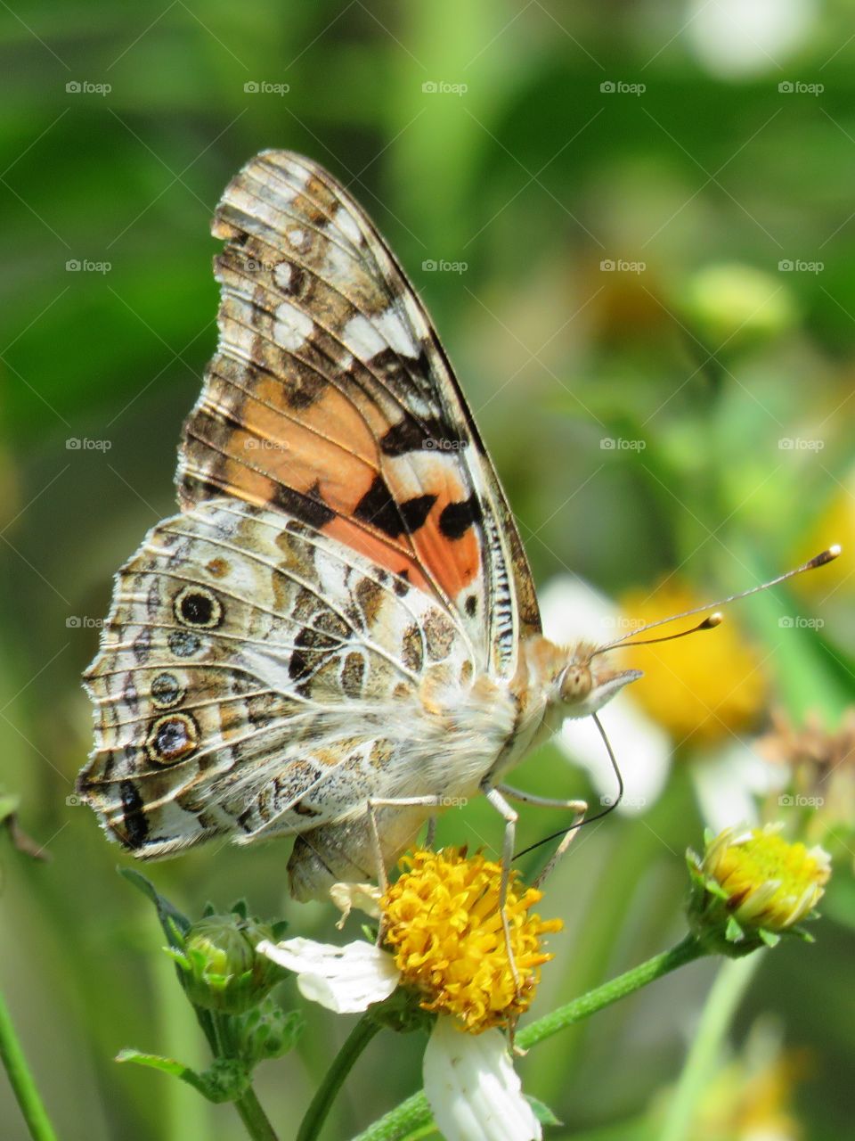 Butterfly feeding on a flower