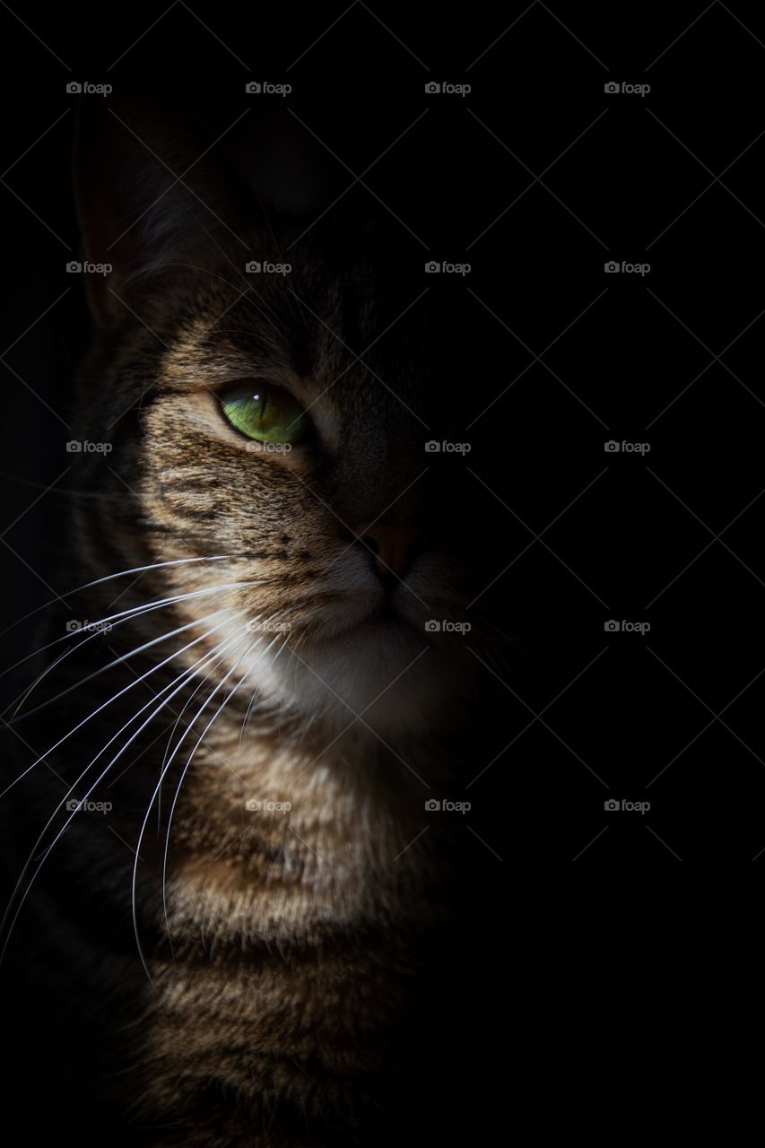 And hand in hand, on the edge of the sand, they danced by the light of the moon. 