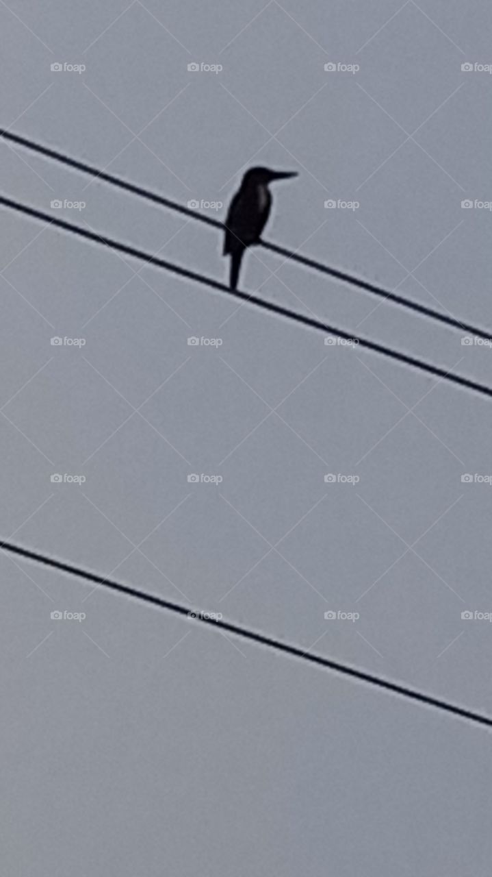 The bird sit on the line