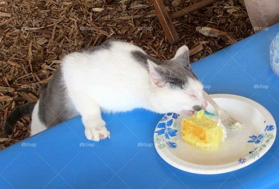 cat sneaking to eat a piece of the cake