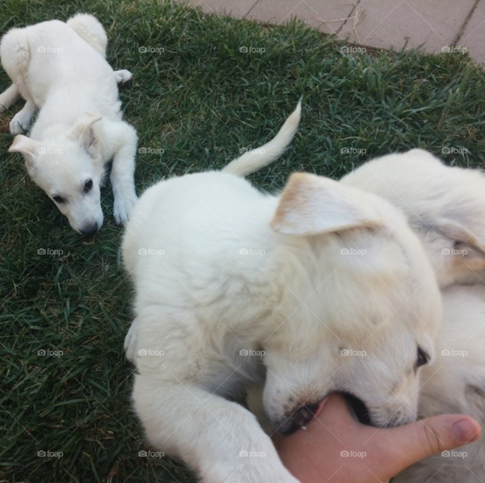Puppies biting Me!
