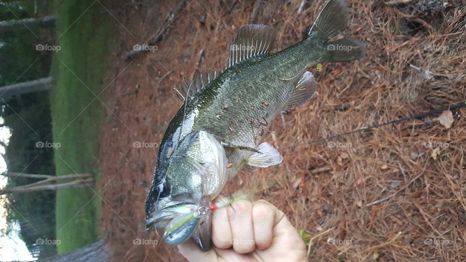 largemouth bass