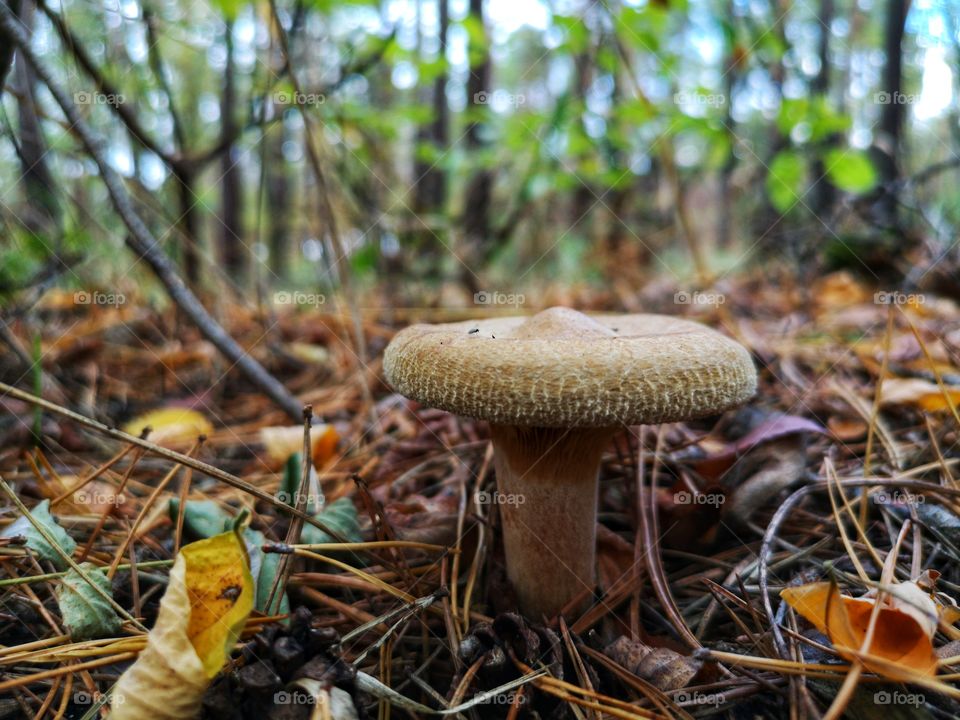 Mushroom in the autumn forest