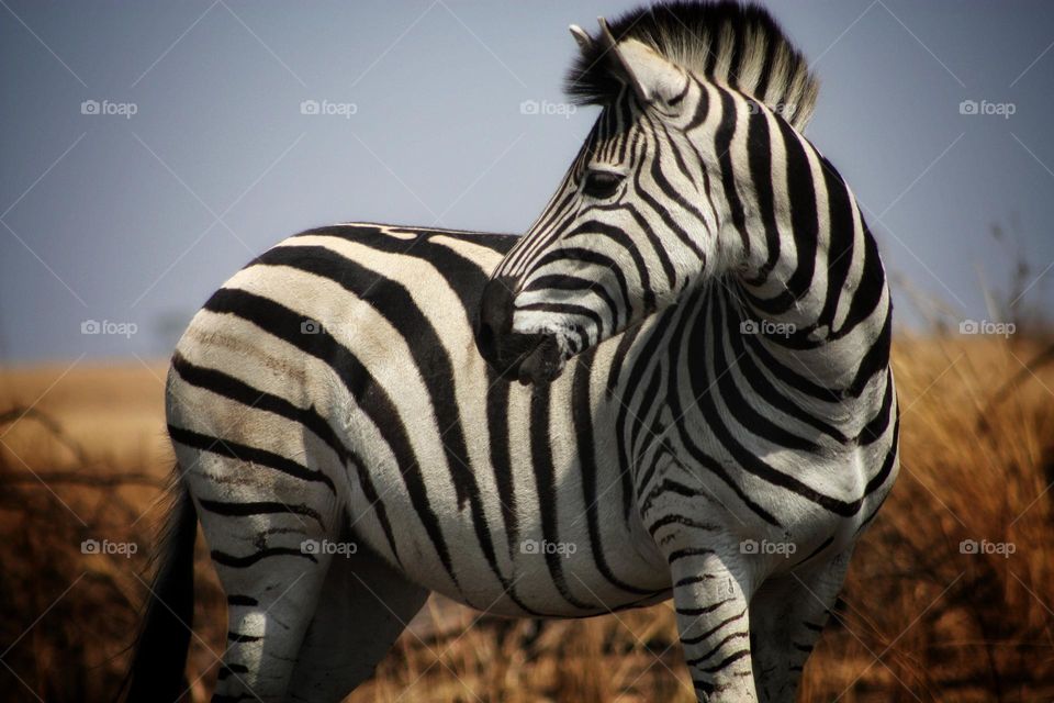 beautiful zebra