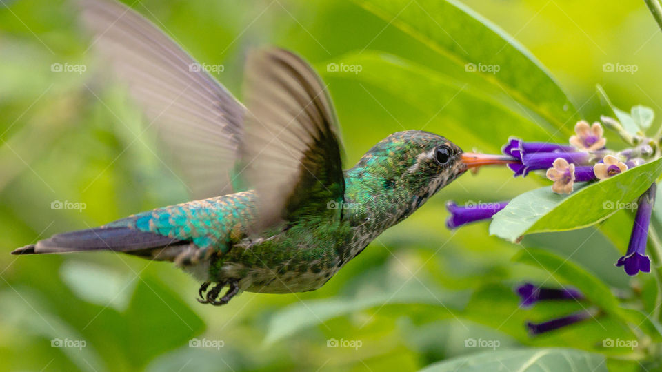 Colibri