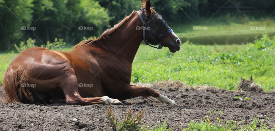 resting time. at the farm