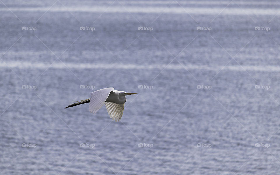 white heron flying over the sea