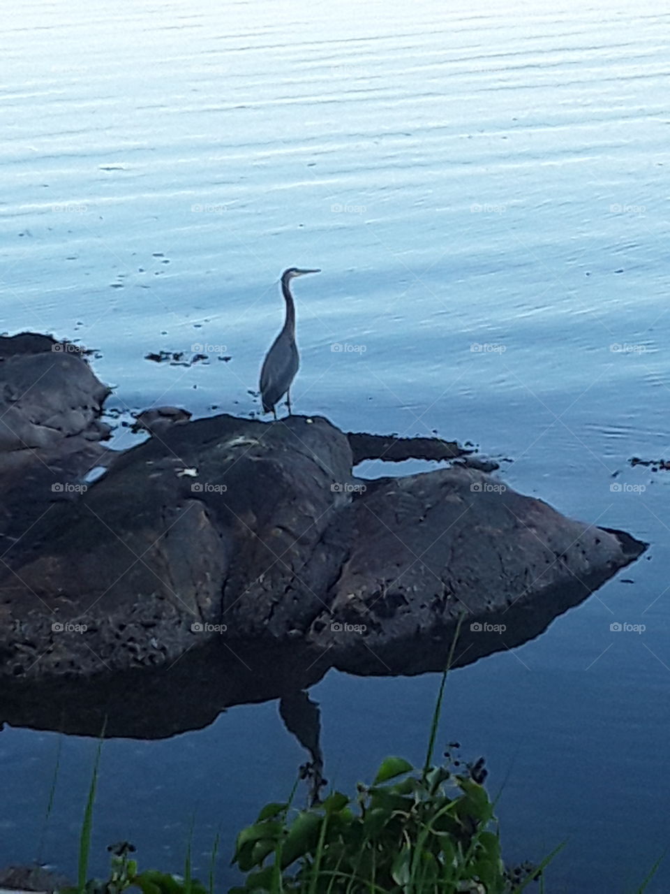 A grey Heron I spotted while walking around the boardwalk, so still ..