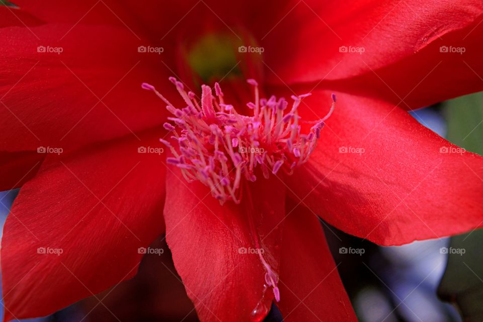 red flower