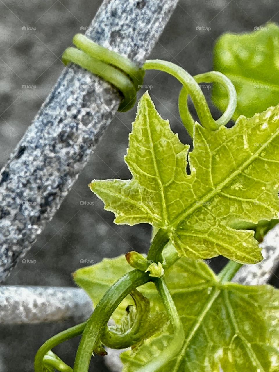 Closeup of white briony (wild hop, English mandrake, wild vine) leaves and tendrils gripping a chain link fence