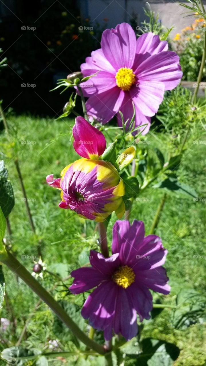 my cosmos& My pink Dahlia2014