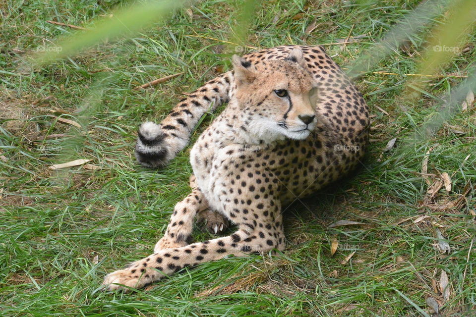 A cheetah enjoying  the sun and the attention of the visiters in the Zoo. 