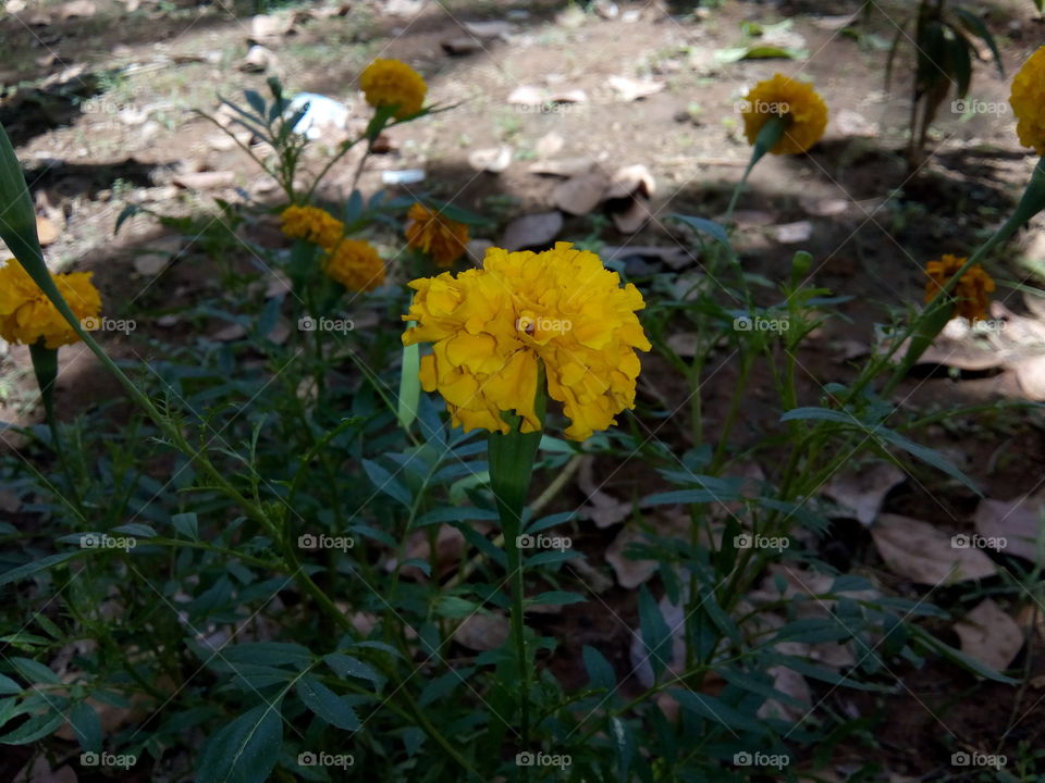 yellowish flower