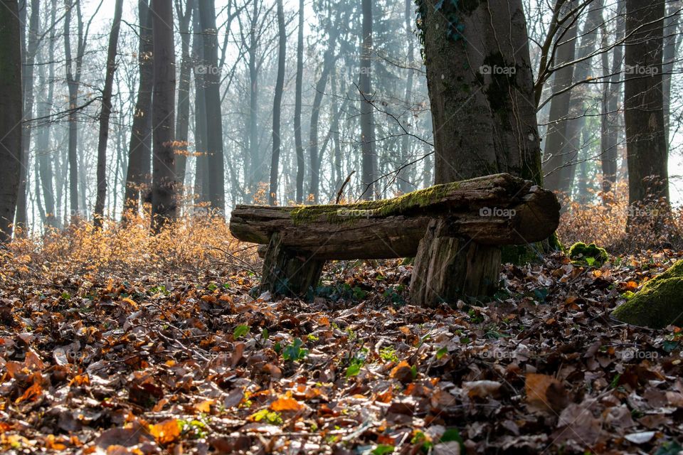 wooden bench in the autumn forest