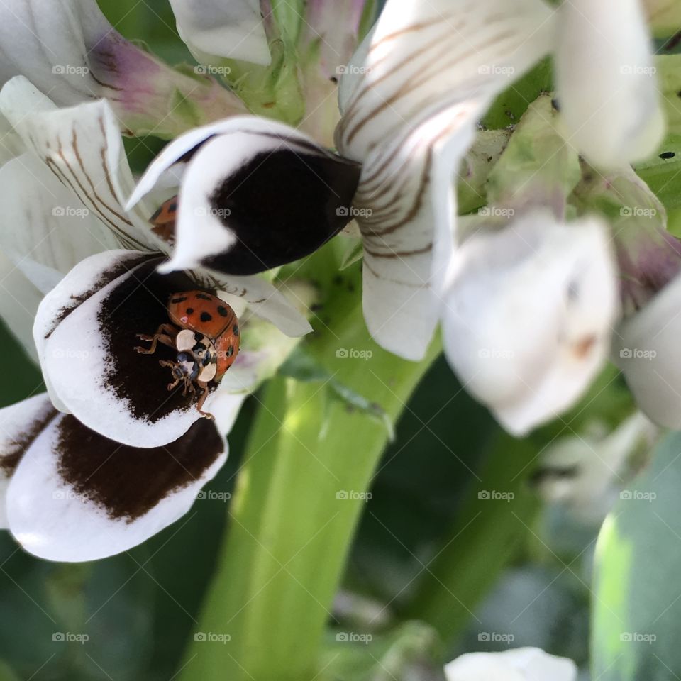 Ladybug emerging