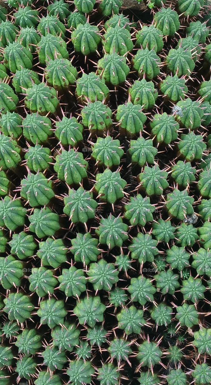 green cacti texture field
