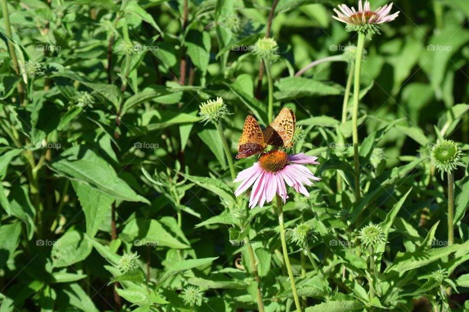 Butterflies sharing a flower
