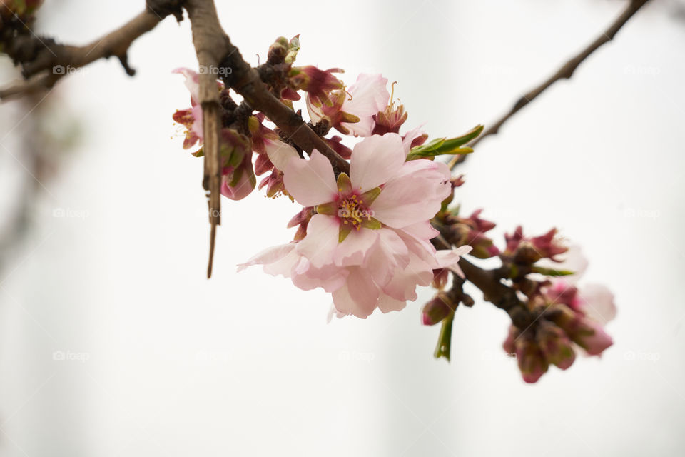 Close-up of cherry blossoms in spring